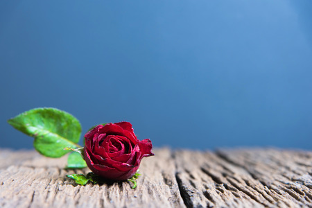 Red rose flower on  wooden backgroundの写真素材