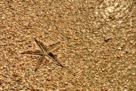 Starfish on the beach naturally