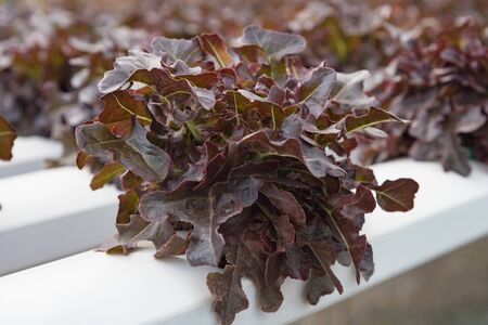Hydroponics vegetable farm. The hydroponics in farm. Organic hydroponic vegetable. Fresh vegetables...