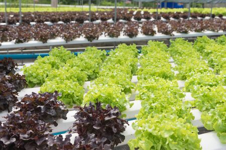 Hydroponics vegetable farm. The hydroponics in farm. Organic hydroponic vegetable. Fresh vegetables for making salads, Hydroponic vegetable farm, organic cabbageの写真素材