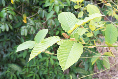 Mitragyna speciosa,mitragyna speciosa korth (kratom), Mitragynine, M. speciosa.の写真素材