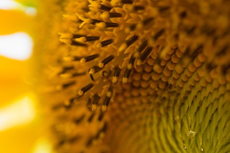 close up sunflower, selective focus on blurred background, sunflower close-up with copy space.の写真素材