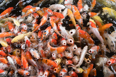 Colorful fancy carp fish, Koi carps crowding together competing for food, Hundreds of fancy carp koi fish in pool.の写真素材