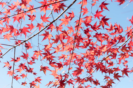 Red maple leaves in autumn season with blurred background. Colorful Autumn Leaf Season in Japan.