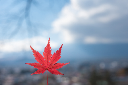 Red maple leaves in autumn season with blurred background. Colorful Autumn Leaf Season in Japan.の写真素材