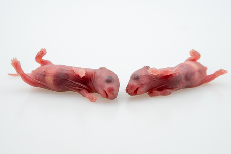 Newly born rats. small mouses. Isolated from newborn mouse back in the white. Newborn laboratory white mouse isolated on white backgroundの写真素材