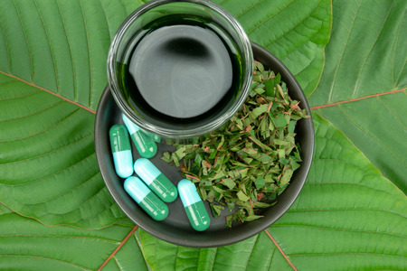 Mitragynina speciosa or Kratom leaves with powder product in white ceramic bowl and water from the extracts the kratom leaves. Supplement kratom green capsules.の写真素材