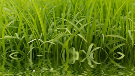 Green rice field. paddy field. close up of yellow green rice fieldの写真素材