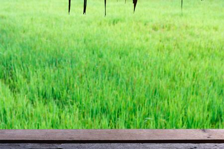 Green rice field. paddy field. close up of yellow green rice fieldの写真素材