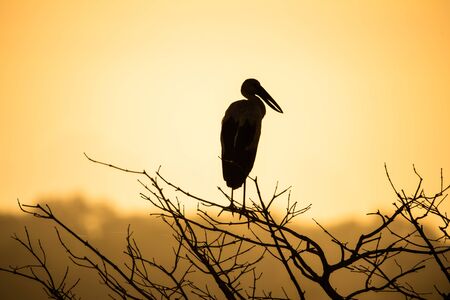 Sun and twigs in the morning,Bird on the branches.. old tree silhouette with crow on it on sunset sky background. silhouette bird perched on branch in the field.の写真素材