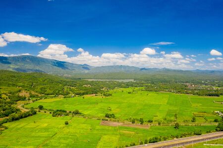 Green rice field. paddy field. close up of yellow green rice field