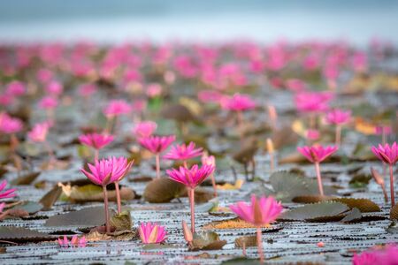 Red or Pink Lotus sea(Thale Noi Waterfowl Reserve) beautiful nature landscape in the morning with fog blurred background in the bright day with clear blue sky background, Thailand.の写真素材