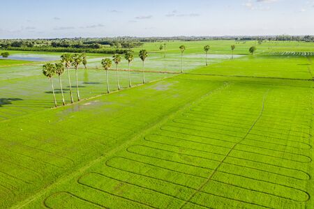 Rice field green grass blue sky cloud cloudy landscape background. Image of beautiful Terraced rice...