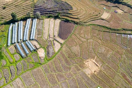 Terraced rice field in harvest season in Thailandの写真素材