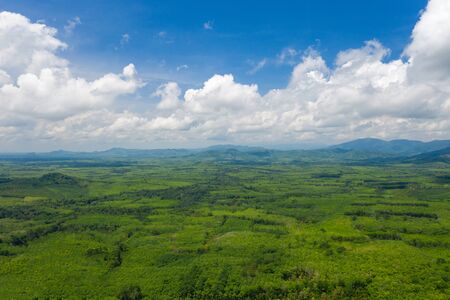 forest in sunny day,  Rural countryside landscape in thailand, Drone shot flying on spring pine tree forest. Sunny day, nature background.の写真素材