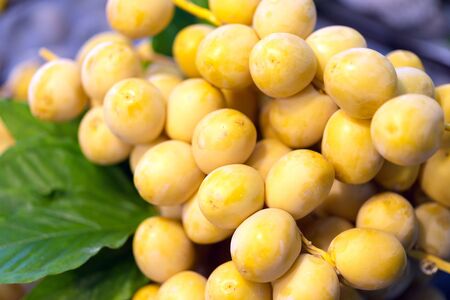 freshly harvested branch with dates (Phoenix dactylifera) in the maket. A bunch of fresh date fruits , one fruit is broken in half, the stone is visible.の写真素材