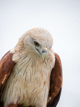 Close up portrait of a red hawk has a reddish-brown color except the head and chest are white.の写真素材