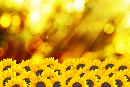 Macro shot of sunflower with sunset light in the backgroundの写真素材