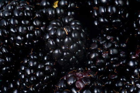 black berry backgroundの写真素材