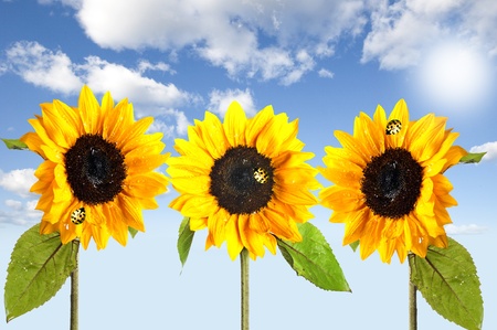 Macro shot of sunflower with sun in the background on cloudy skyの写真素材