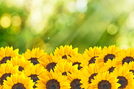 Macro shot of sunflower on summer scene backgroundの写真素材