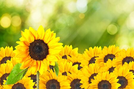 Macro shot of sunflower on summer scene backgroundの写真素材