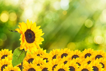 Macro shot of sunflower on summer scene backgroundの写真素材