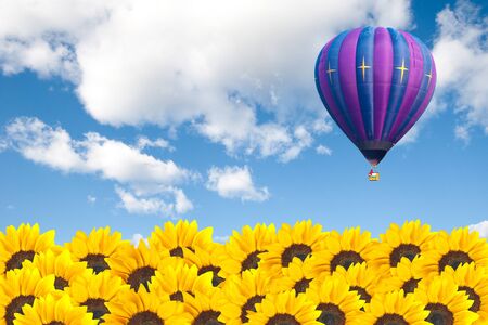Sunflower field with hot air balloon on cloudy skyの写真素材