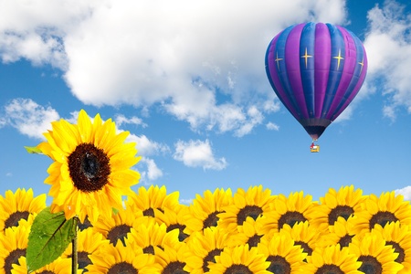 Sunflower field with hot air balloon on cloudy skyの写真素材