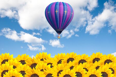 Sunflower field with hot air balloon on cloudy skyの写真素材