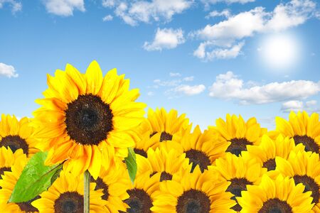 Macro shot of sunflower with sun in the background on cloudy skyの写真素材