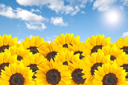 Macro shot of sunflower with sun in the background on cloudy skyの写真素材