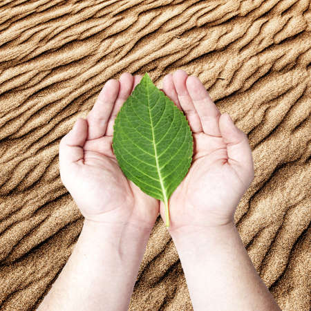 Hands holding on the green leaf on the sand desert background  Concept for planting the tree to reduce global warming の写真素材
