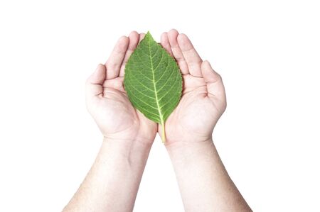 Hands holding on the green leaf isolated on white background  Concept for planting the tree to reduce global warmingの写真素材