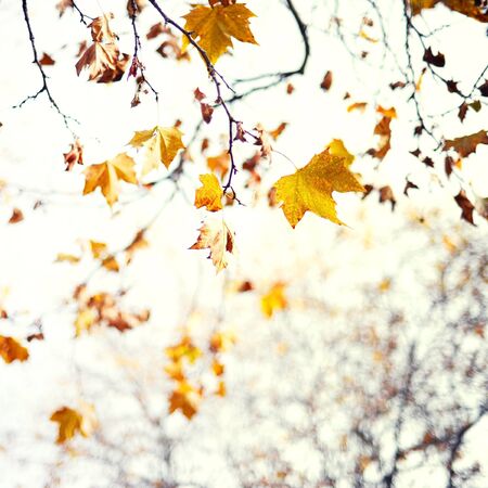 Autumn leaf