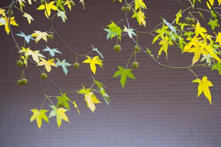 Autumn leaf