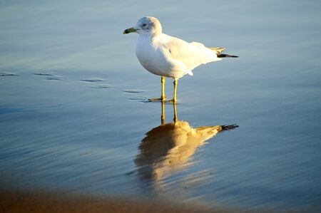 Bird standing on the ocean floorの写真素材