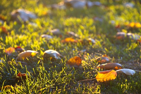 Autumn leaf on grassの写真素材
