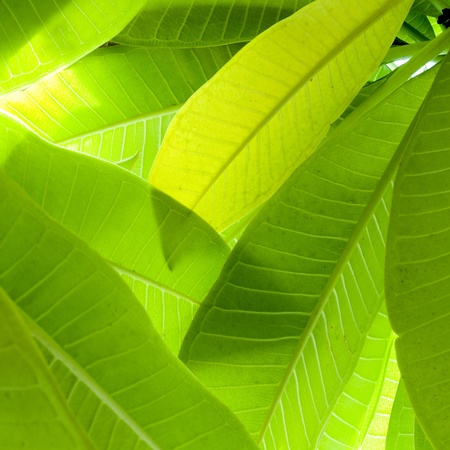 Close up of green Leaf textureの写真素材