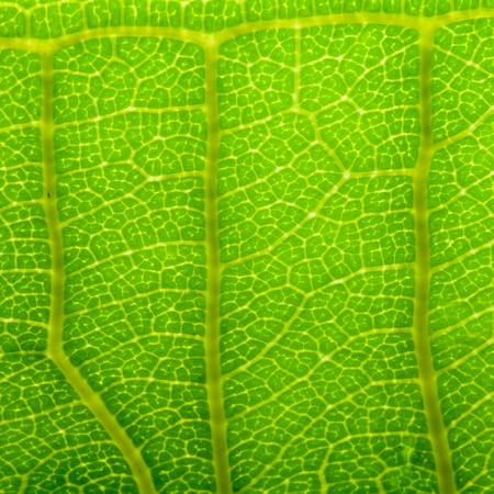 Close up of green Leaf textureの写真素材