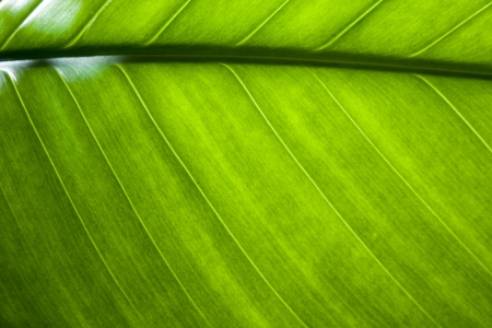 Banana Leafの写真素材
