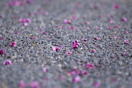 Cheery Blossome Sakura on groundの写真素材