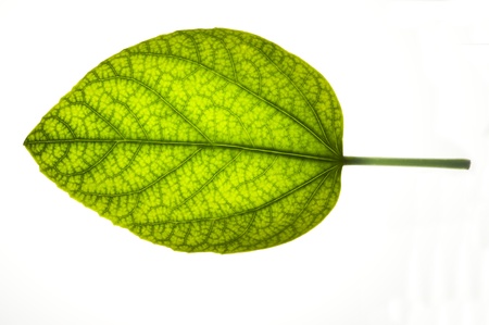 Green leafの写真素材
