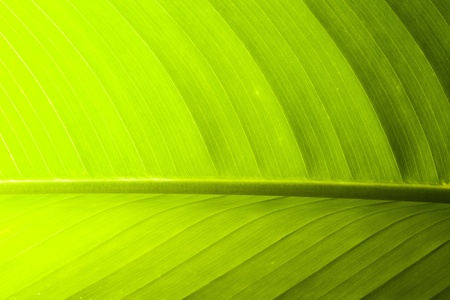 Close Up Leafの写真素材