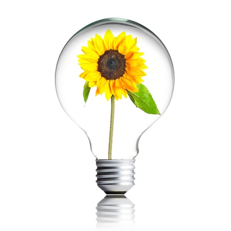 sunflower growing inside the light bulbの写真素材