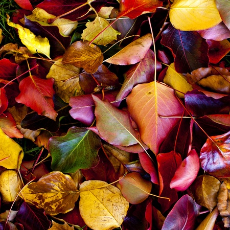 Autumn leaf on groundの写真素材