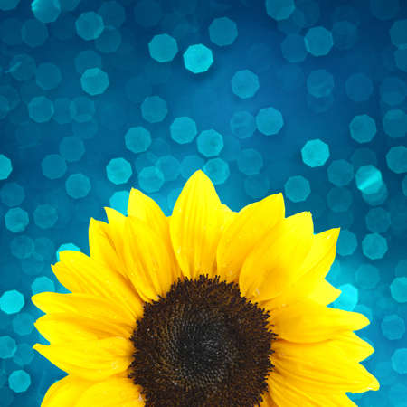 Sunflower on blue bokeh backgroundの写真素材