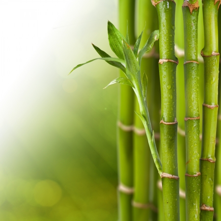 Bamboo on green and yellow background  Concept for relaxationの写真素材