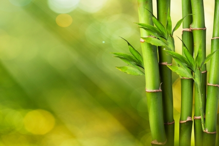 Bamboo with beautiful summer backgroundの写真素材