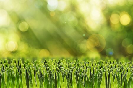 natural green summer background with green grass on the foregroundの写真素材
